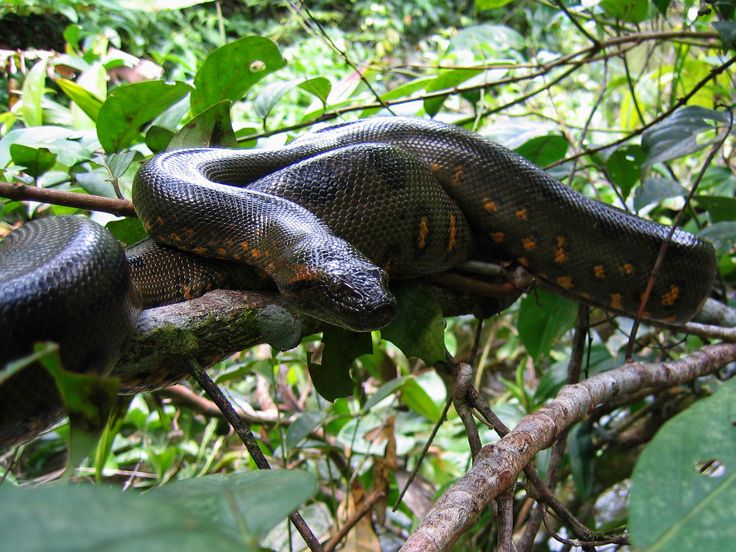 Amazon jungle tour
