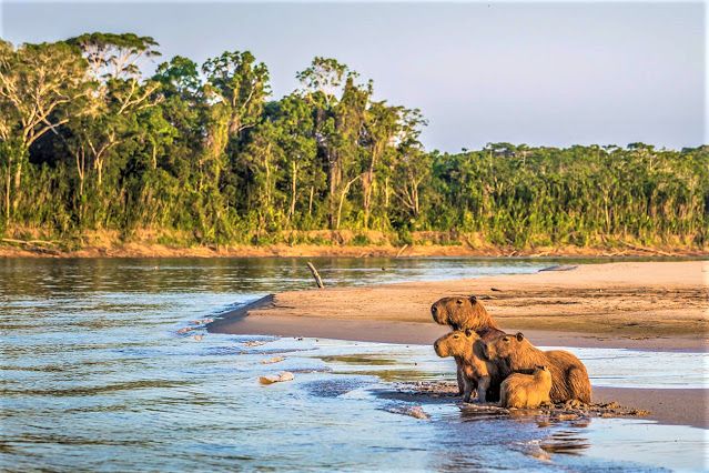Amazon jungle tour