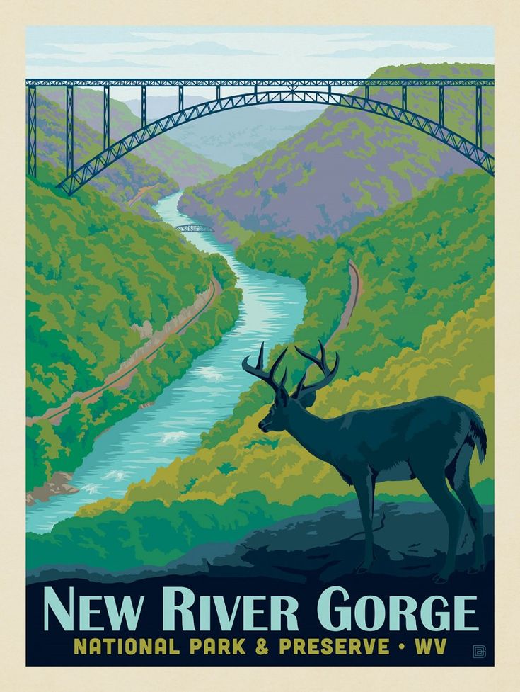 See the Animals of New River Gorge
