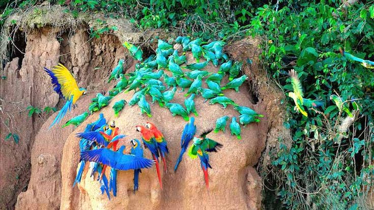 Amazon jungle tour