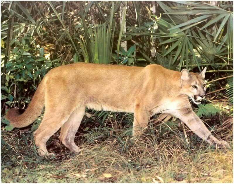 The Ultimate Guide to the Luxury Travel Planning Top Places Florida Panthers Travel Packages